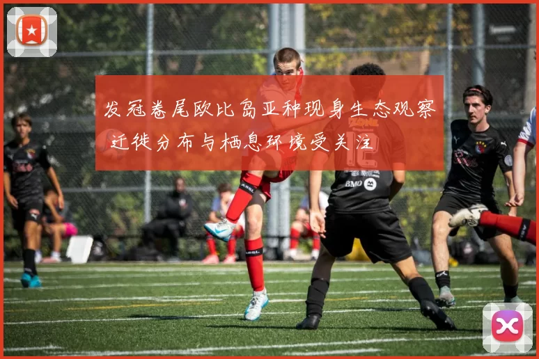 发冠卷尾欧比岛亚种现身生态观察 迁徙分布与栖息环境受关注