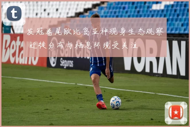 发冠卷尾欧比岛亚种现身生态观察 迁徙分布与栖息环境受关注